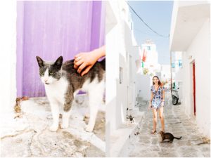 stray cats in mykonos